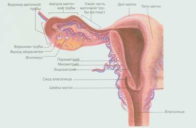 Обильные месячные у женщин: причины, диагностика, лечение