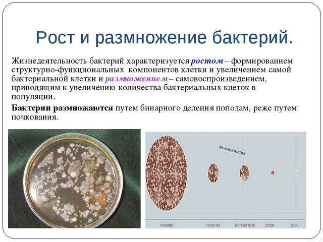 Рост микробы