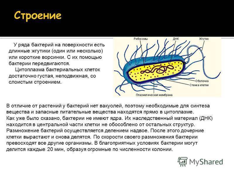 Исследовательский проект по биологии на тему "бактерии - самые древнейшие организмы на земле"