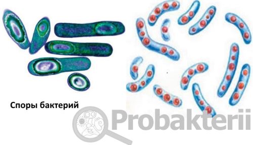 Ядра не имеют клетки 1)растений.2)животных.3)грибов.4)бактерий