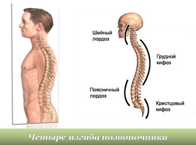 Сглаженный лордоз шейного отдела