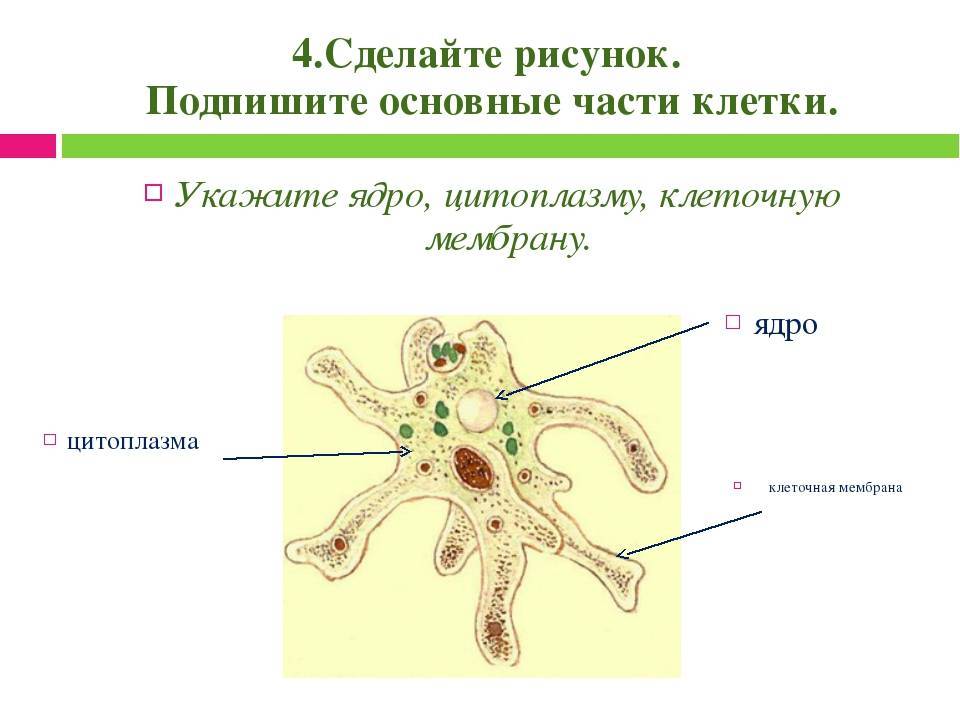 Подпиши основные части. Основные части клетки. Основные части КЛЕТКЛЕТКИ. Подпишите основные части клетки. Основные части клетки простейших.