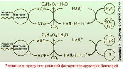 Классификация микроорганизмов по способам питания. сущность автотрофного и гетеротрофного питания. сапрофиты и паразиты