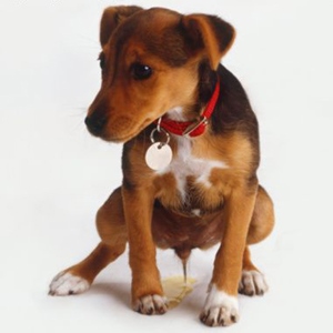 Подробная инструкция по применению пропалина для собак, а также отзывы о нем