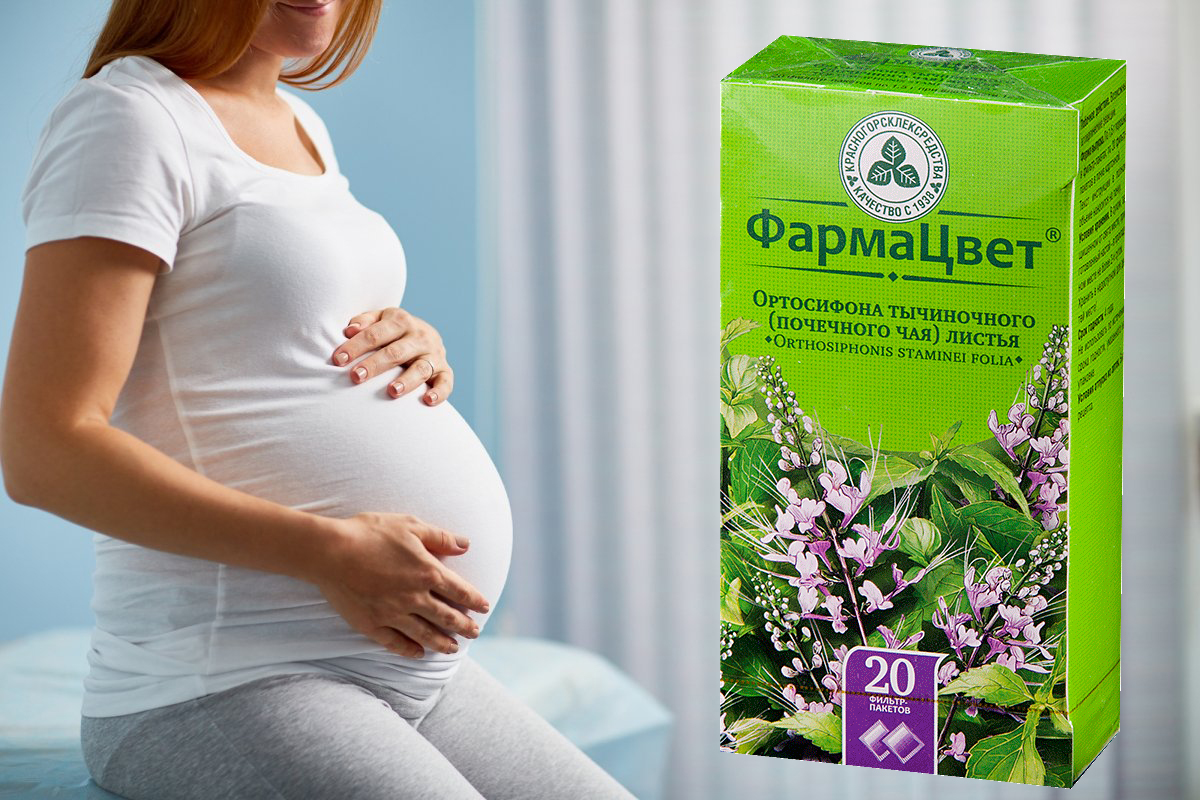 Почечный чай (ортосифон тычиночный) при беременности: можно ли и как пить для устранения отёков (инструкция), отзывы