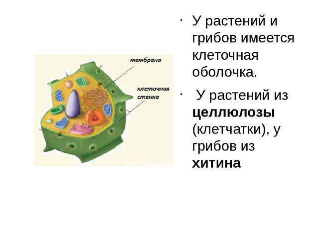 в чем сходство животной и грибной клетки. Смотреть фото в чем сходство животной и грибной клетки. Смотреть картинку в чем сходство животной и грибной клетки. Картинка про в чем сходство животной и грибной клетки. Фото в чем сходство животной и грибной клетки