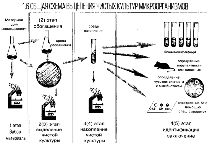 В чем заключается сущность биологических методов выделения чистых культур патогенных микроорганизмов. 40d061d80ae42f0ac404bd9272b0cc86. В чем заключается сущность биологических методов выделения чистых культур патогенных микроорганизмов фото. В чем заключается сущность биологических методов выделения чистых культур патогенных микроорганизмов-40d061d80ae42f0ac404bd9272b0cc86. картинка В чем заключается сущность биологических методов выделения чистых культур патогенных микроорганизмов. картинка 40d061d80ae42f0ac404bd9272b0cc86