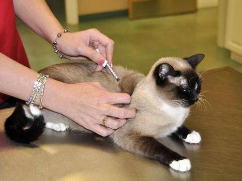 Вакдерм для кошек инструкция по применению вакцины, отзывы