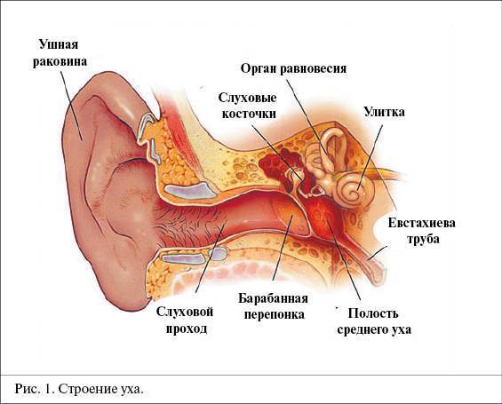 Тубоотит сколько длится заложенность. Строение уха человека евстахиева труба. Строение уха отит среднего ухо. Строение уха воспаление. Строение уха и средний отит.