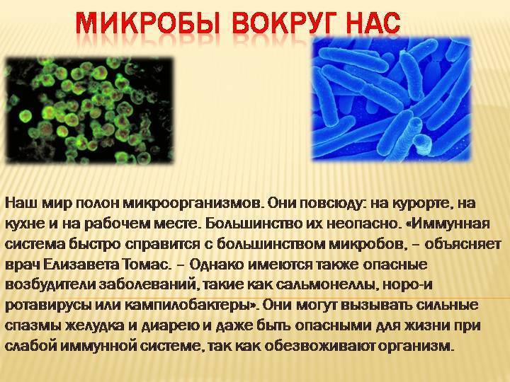 Проект на тему бактерии в жизни человека
