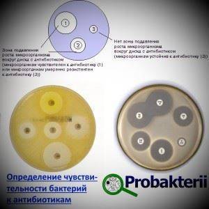 Методы контрастирования бактерий, обнаружения подвижности и спорообразования