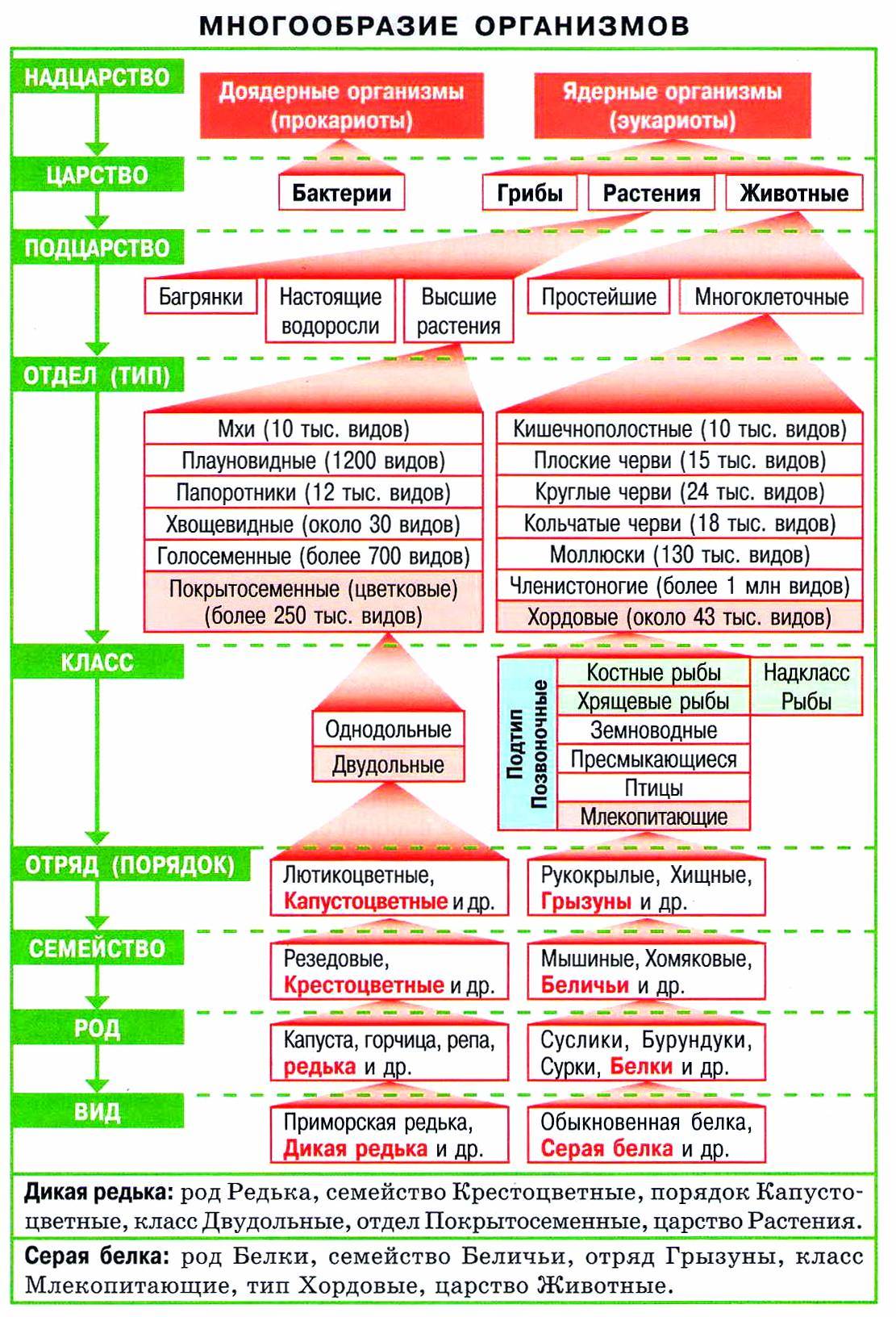 Царство порядок род. Многообразие организмов систематика. Классификация растений ЕГЭ биология таблица. Систематика ЕГЭ биология. Классификация животных и растений биология.