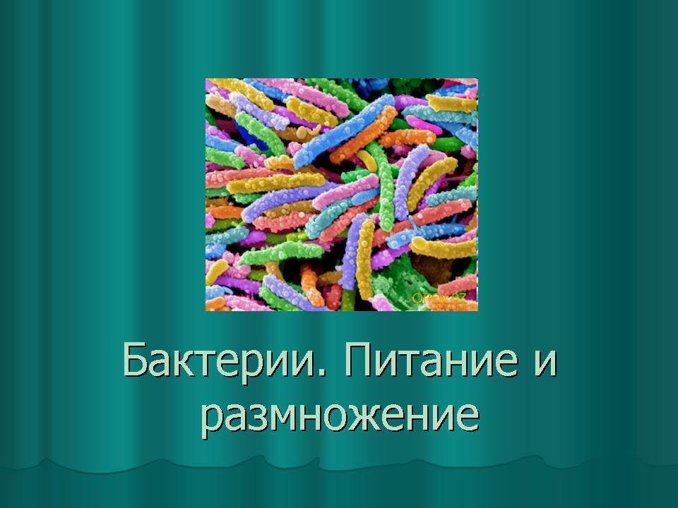 Бактерии фото биология. Питание и размножение бактерий. Бактерии 5 класс. Размножение бактерий. Бактерии размножаются и питания.