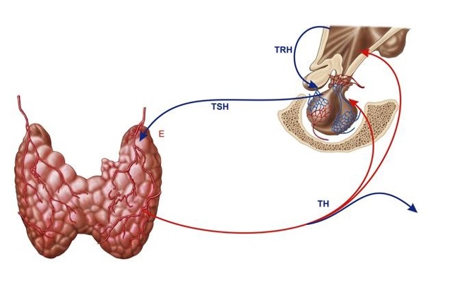 Анализ крови на гормоны щитовидной железы