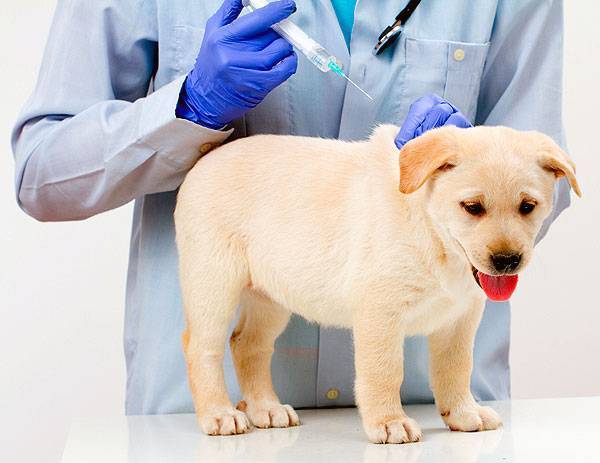 Описание ветеринарного препарата Катозал