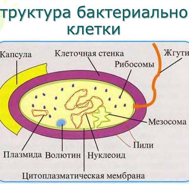 Схема строения бактерии