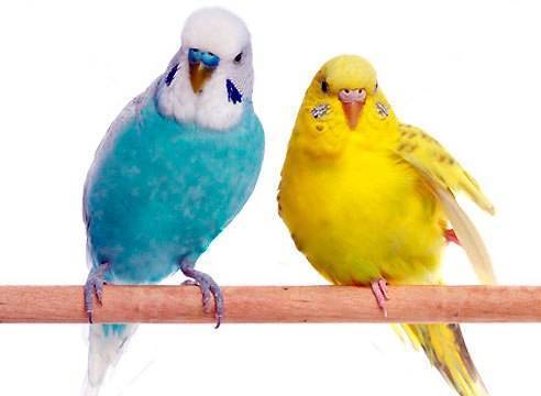 Аллергия на попугаев: симптомы и виды