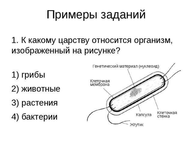 Клетка организма какого царства изображена на рисунке обоснуйте свой ответ какая структура