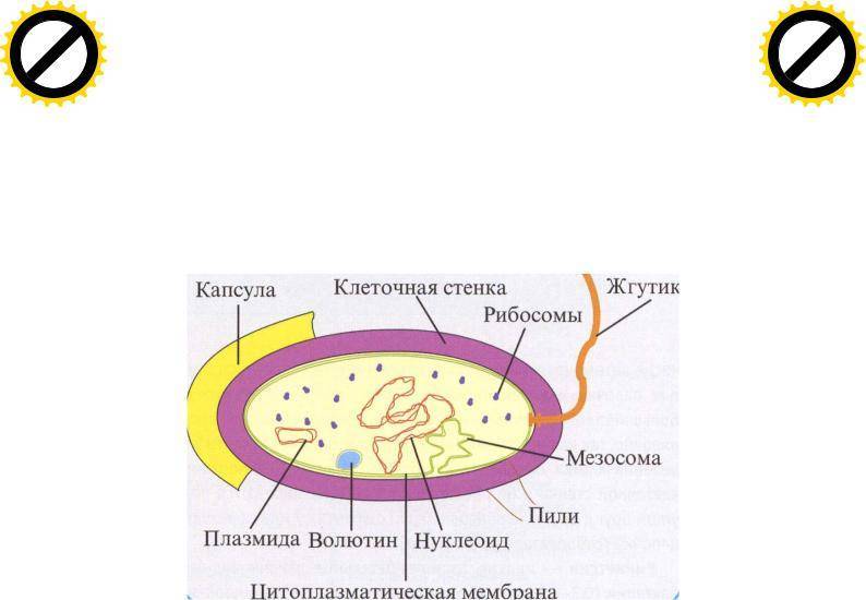 Цитоплазматическая мембрана мезосомы. Строение бактериальной клетки мезосомы. Строение бактерии мезосомы. Мезосомы бактерий функции. Мезосомы в клетках бактерий.