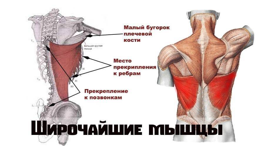 Широчайшая мышца спины анатомия картинки