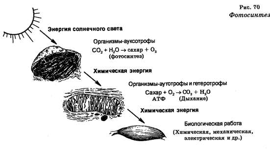 Фото и хемосинтез