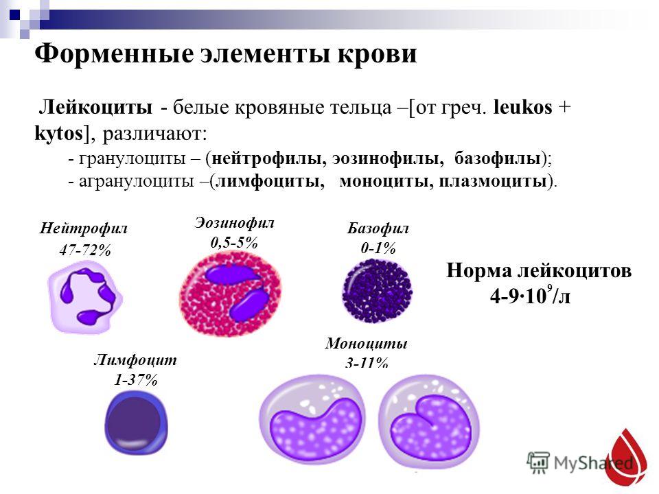 5 лейкоцитоз. Функции базофил нейтрофил таблица. Форменные элементы лейкоциты лимфоциты. Форменные элементы крови таблица лейкоциты нейтрофилы. Функции форменных элементов крови таблица лимфоциты.