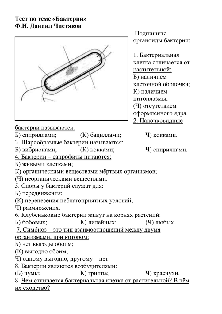 У чего ядра не имеют клетки