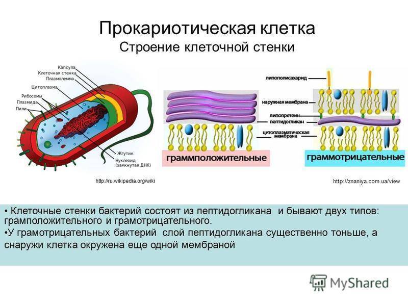 Какие особенности бактериальной клетки. Структура бактериальной клеточной стенки. Строение клеточной стенки бактериальной клетки. Структура клеточной стенки бактерий. Состав клеточной стенки бактериальной клетки.