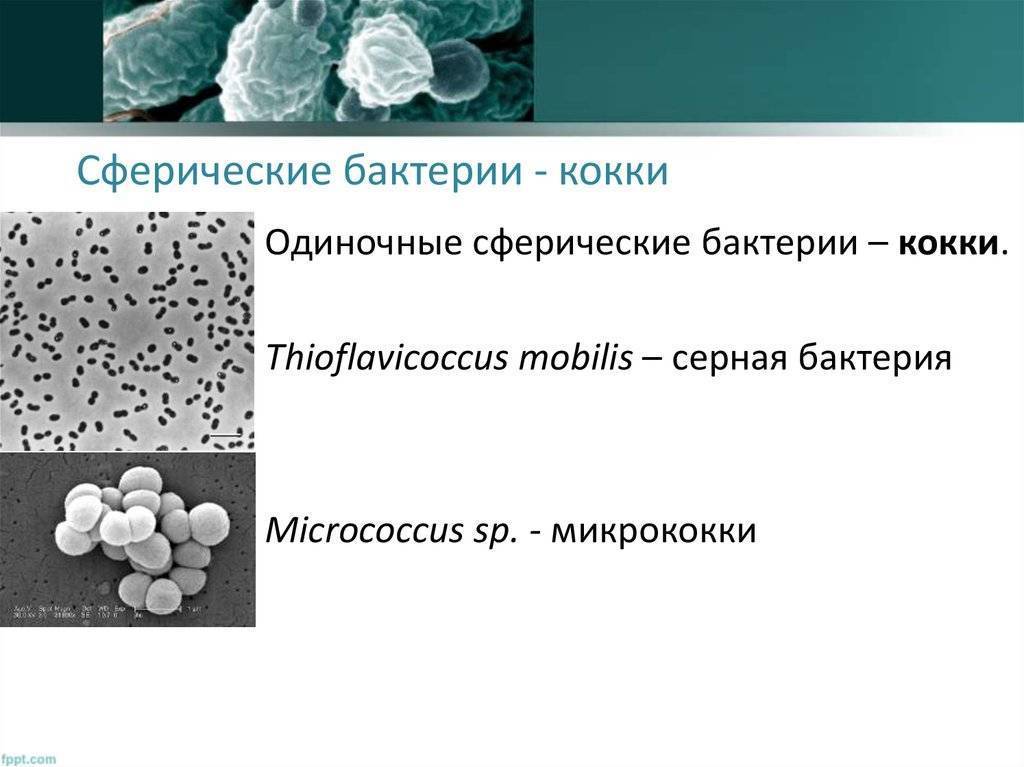 Кокковые бактерии. Шаровидные бактерии кокки. Шарообразная форма бактерий кокки. Морфология микроорганизмов микрококки. Сферические бактерии кокки.