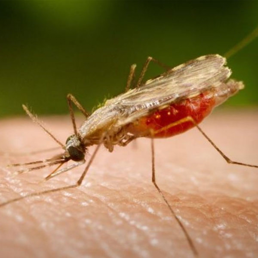 Медицинские заболевания - малярия