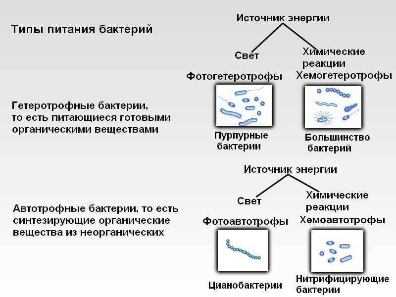 Изобразите в виде схемы многообразие бактерий по способам их питания