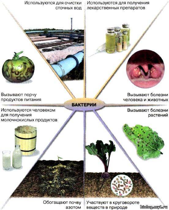 В чем заключается значение бактерий в природе. 48d03437ab85db1c51131b7431dc4d0e. В чем заключается значение бактерий в природе фото. В чем заключается значение бактерий в природе-48d03437ab85db1c51131b7431dc4d0e. картинка В чем заключается значение бактерий в природе. картинка 48d03437ab85db1c51131b7431dc4d0e