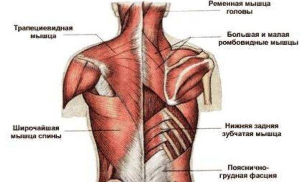 Торчат лопатки: причины, способы устранения дефекта