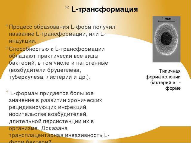 Форма л. Л трансформация бактерий. L формы бактерий. Л формы бактерий. L трансформация.