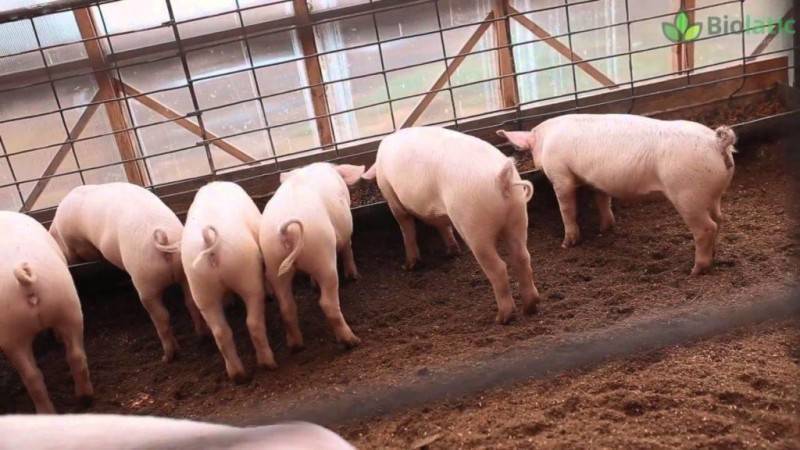 Разновидности подстилок для свиней
