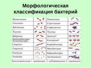 какую форму могут иметь бактерии. картинка какую форму могут иметь бактерии. какую форму могут иметь бактерии фото. какую форму могут иметь бактерии видео. какую форму могут иметь бактерии смотреть картинку онлайн. смотреть картинку какую форму могут иметь бактерии.