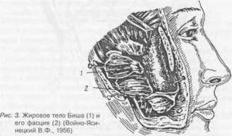 Характерной особенностью клинической картины ангины людвига является