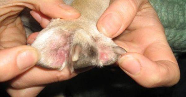 Виды дерматитов у собак: как выглядят и чем лечить