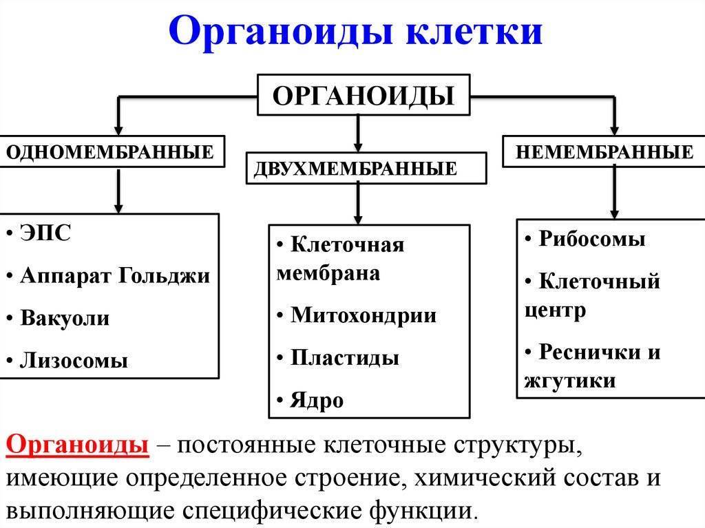 Функции органеллы рисунок