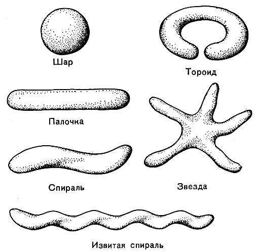 Схема формы бактерий