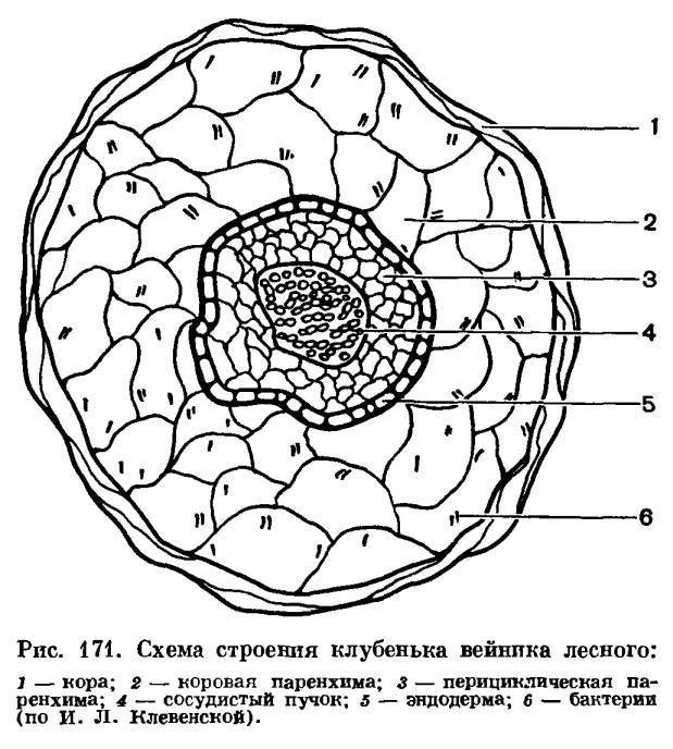 Рассмотрите рисунок и опишите то что вы видите сформулируйте основные функции клубеньковых бактерий