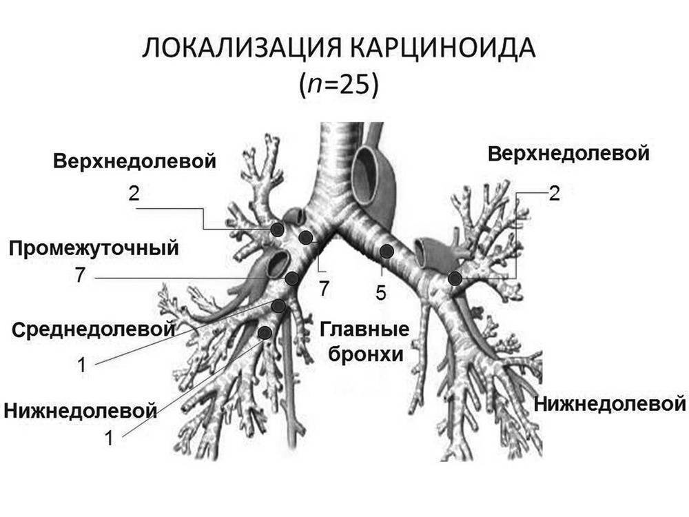 Ветвление крупных бронхов происходит в органе который обозначен на рисунке буквой