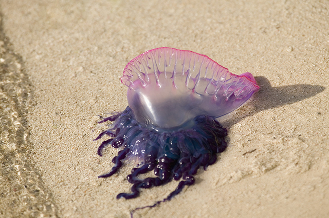 Что делать при укусе медузы: первая помощь и лечение