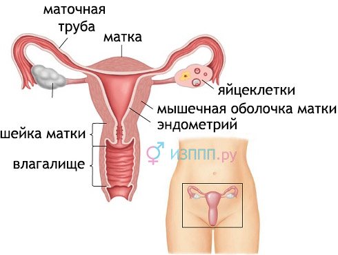 Хронический вагинит (кольпит): причины, симптомы, диагностика и лечение, профилактика, последствия