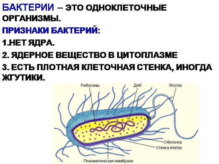 Строение бактерии 6 класс рисунок