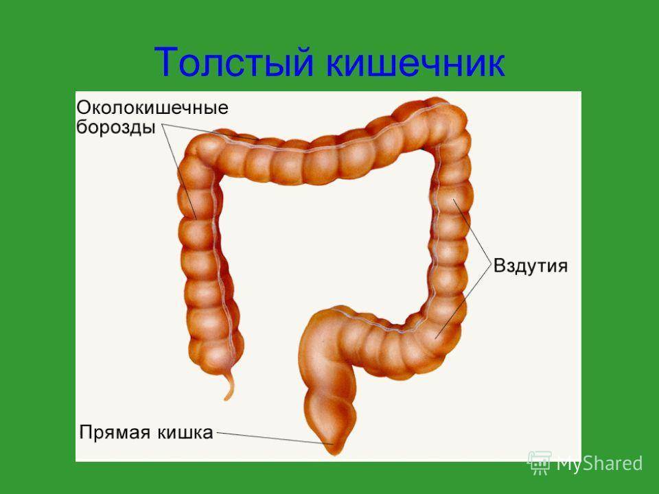 Кишечник отделы схема