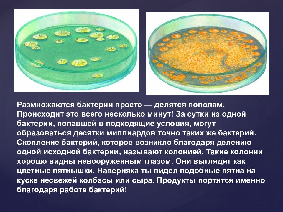 Деление бактерий картинки