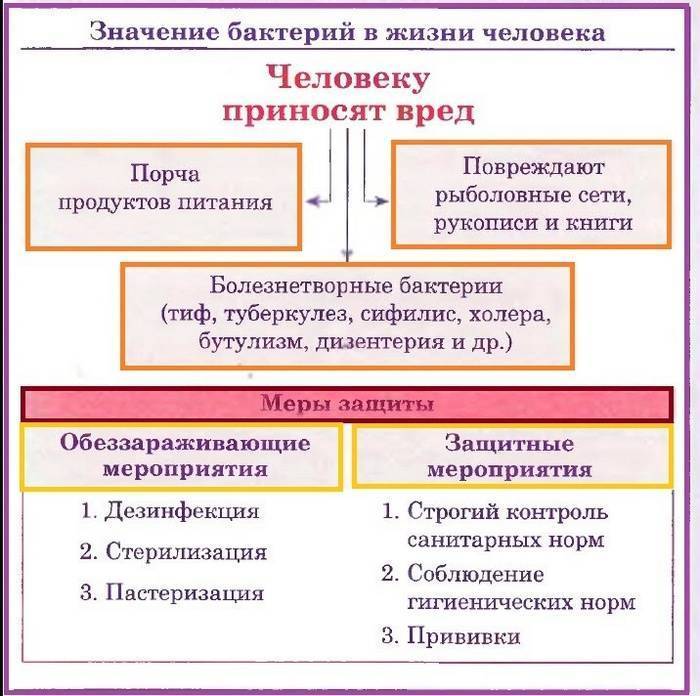 в чем сходство животной и грибной клетки. Смотреть фото в чем сходство животной и грибной клетки. Смотреть картинку в чем сходство животной и грибной клетки. Картинка про в чем сходство животной и грибной клетки. Фото в чем сходство животной и грибной клетки