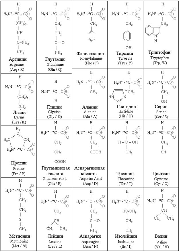 Аминокислоты список. Формулы 20 аминокислот таблица. 20 Аминокислот формулы и названия таблица биохимия. 20 Аминокислот формулы и названия биохимия. 20 Незаменимых аминокислот формулы таблица.