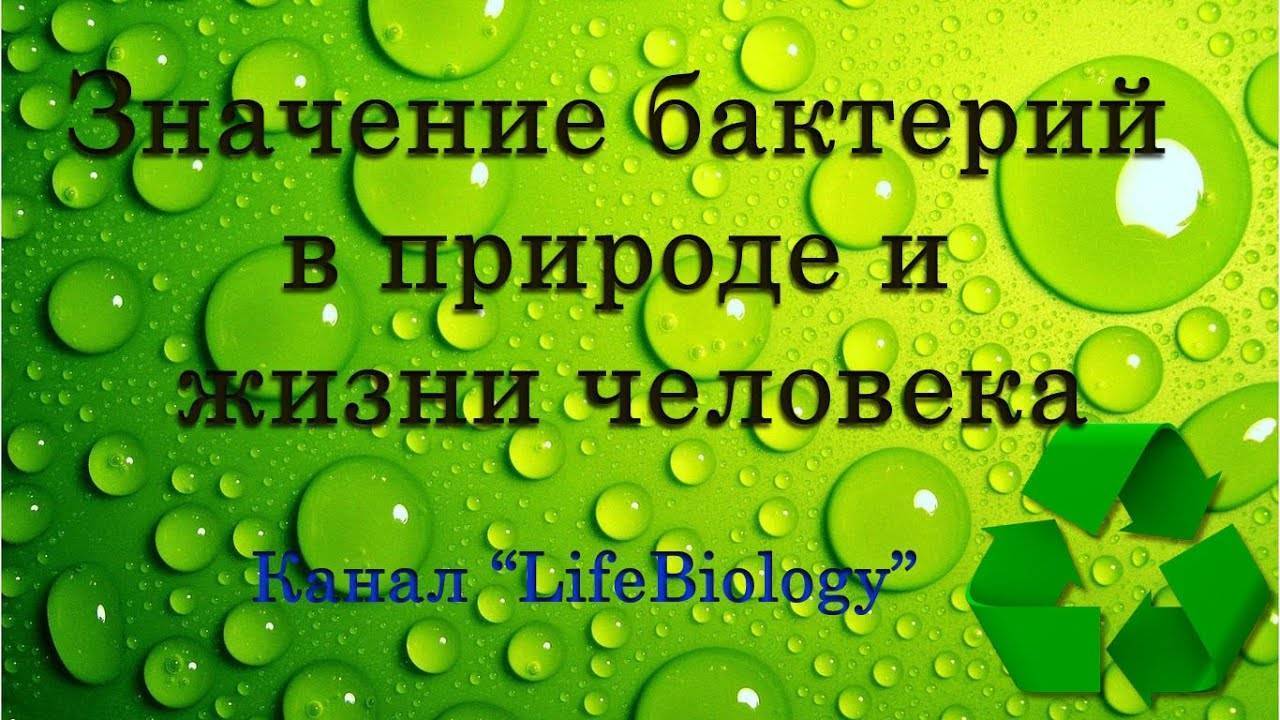 В чем заключается значение бактерий в природе. 521c09e0c94a25669b680868326e05ed. В чем заключается значение бактерий в природе фото. В чем заключается значение бактерий в природе-521c09e0c94a25669b680868326e05ed. картинка В чем заключается значение бактерий в природе. картинка 521c09e0c94a25669b680868326e05ed